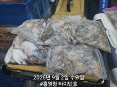 [쭈갑조황] [홍원항타이탄호] 9월2일(수) 쭈꾸미 2일차 자릿수가 다른 오늘