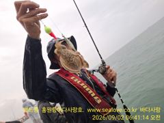 주꾸미 갑오징어 조황 입니다