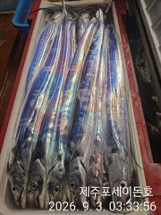 9월 2일 제주포세이돈호 갈치조황 입니다  사진
