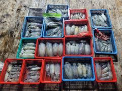 9월2일(수)팁런조황