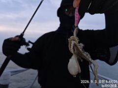 9/3일, 군산 쭈꾸미~갑돌이는 보너스~실시간~ 오늘 조황~내일…
