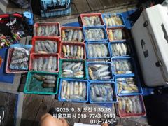 무늬조황