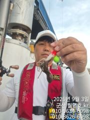 9/3일, 군산 쭈꾸미~쭈꾸미낚시~~ 오전/오후반전문~군산 월명호