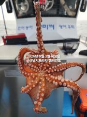 9/3일, 군산 문어~부쩍커진 문어들~~실시간~내일도 갑니다~~…