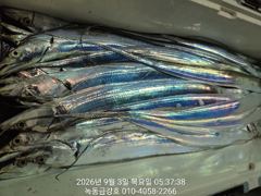 [고흥,녹동] 녹동금강호16석갈치조항.예약순자리지정예약제.담주기상으면소수인원이…