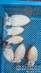 (南)남해조황 - 9월3일 문어조황