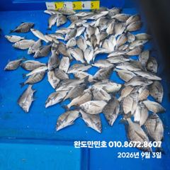 감성돔 마릿수 조황입니다 동영상 조황은 밴드 만민호에서 봐주세요