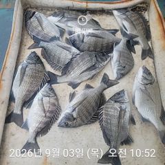 선상감성돔 개인출조객 모집합니다.