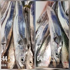 [통영] 통영 수 은 호<<>> 갈치 조황입니다 자리는 예약하실때 선택하…