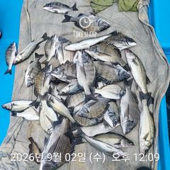 22분전 [보령,서천] 9/3 쭈갑 3일차...홍원항 뉴해양호 사진