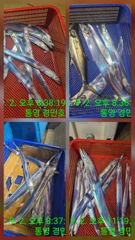 통영 경민호 3일 갈치 입항조항 입니다