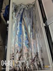 (南)남해조황 - 터졌다..드디어 통영에 갈치들이 터졌다..줄줄이 올라오는 은갈치.. 빙장까지하는 상태..만쿨조황 사진