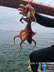 [사천] 부경호 3일 문어조황 !!! 문어, 쭈꾸미 예약 중 입니다. 항… 사진
