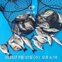[사천] 삼천포 내만권 감성돔 사진
