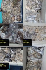 오늘의 조황 - 9/3 [홍원항 영진낚시] <시실리호> 쭈 &amp; 갑 출조 조황 입니다 ~ ! ! - 홍원영진낚시,배낚시,선상낚시
