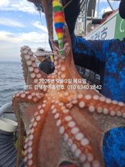 9월3일 군산 홈런호 야간 문어 출조 하였습니다.바람 불고 배는 춤을추고  힘든상황속에서 문어는 올라와 줍니다. 실시간 구경들 하세요.