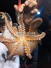 [군산] 3일 주간 홈런호 쭈꾸미 18명 마루리 조황