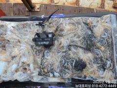 오늘의조황 - 뉴대호피싱 9월3일 쭈갑조황입니다!!! - 홍원항 항구낚시