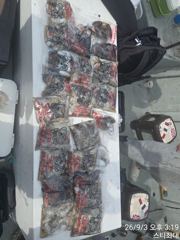 내포항 쭈꾸미낚시 피싱게이트 뉴스타피싱호 9월3일 출항! 사진