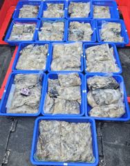 09/03 브라보피싱호 쭈꾸미낚시 조황