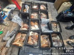 오늘의조황 - 7월4일 산란갑오징어 조황 - 영목항 해성피싱-해성2호