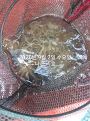  9/3일, 군산주꾸미~좋아지고 있어요~~점점 좋아지는 쭈꾸미조황~군산 나드리호