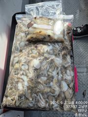 3일 백사장항 빅토리호 쭈꾸미 조황