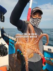 9/3일, 군산 주간문어~부쩍커진 문어들~~10분 대박조황~망탱이조황~9월문어출조합니다~~~군산 챔피언호