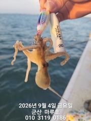 9월 4일  군산 마루호 쭈꾸미 실시간 조항 ~ ☆