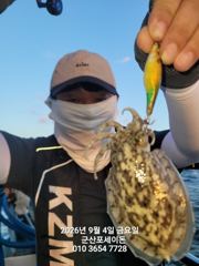 9/4일, 군산주꾸미~오늘도 나오고 있어요~점점 좋아지는 쭈꾸미조황~군산 포세이돈호