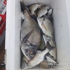 [사천] (사천저도좌대&펜션)9윌3일 저도 야영낚시 조황 사진