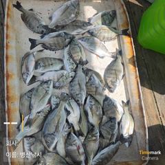병산9/4  감성돔 마리수 선외기흘림조황~