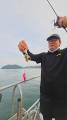 실시간 조황 - 9월 3일 장원 새자리수 오버 쭈꾸미 조황임다!