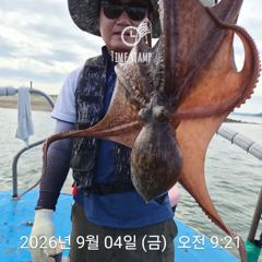 [사천] 문어 장원 17마리