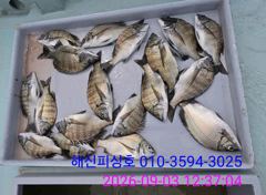 [고성] 해신피싱호 감성돔 조황입니다.