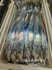 (南)남해조황 - 4일새벽 우~와 씨알큰 내만갈치 퍼~ 담았어요~!! 일요일부터 예약가능 사진