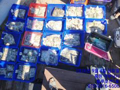------- 홍원항 어부낚시 ------- 블루오션1호 -------9/4 쭈꾸미 대박 조황!! 장원 358수, 347수 등 200수는 기본~! (선비 9만원, 아침&점심제공)