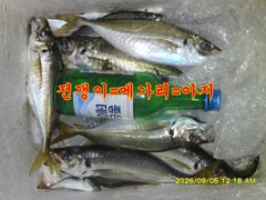 09.04 [고흥,녹동] 2일,3일 조황입니다