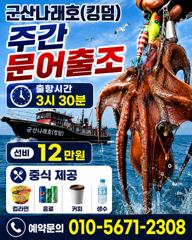 9/5 군산나래호(킹덤) 쭈꾸미 실시간입니다 9일 주간문어 자리 여유있습니다