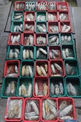 진해 무늬팁런 연일 123수 115수 버글버글 손맛굿