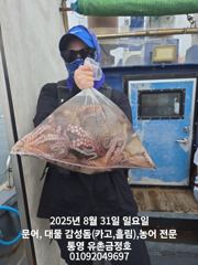 통영 금정호 문어선상낚시 다음주부터 정상출항합니다