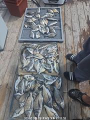 병산9/5  감성돔 엄청마리수  선상배및선외기흘림조황 사진