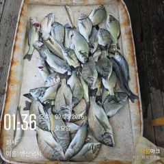 [고성] 병산 감성돔 엄청마리수 선상배및 선외기흘림조황~~ 사진
