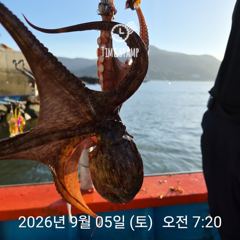 [사천] 어제 오늘 문어 장원 17마리 사진