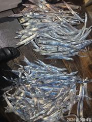 내만갈치 담배갑씨알까지 열세분 전원 엄청잡고~!!(일,월,화 예약중)