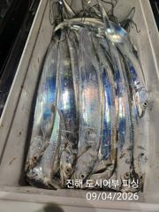 [진해] 씨알큰 내만갈치 전원 쿨러 빵빵~ 퍼 담았어요~!! 일요일부터 …