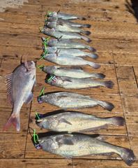 9/5 격포해오름호 민어낚시 조황입니다