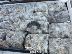군산 베니스호 주꾸미 굿!조황(갑이소식도~) 2026.9.5