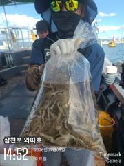 토요일 쭈꾸미 점점 좋아지네요