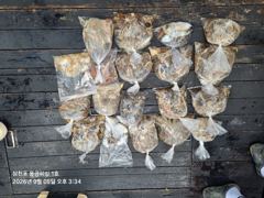 9.5일 토요일 쭈꾸미 철수조황입니다.